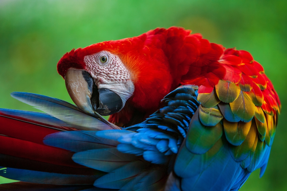 The,Scarlet,Macaw,(ara,Macao),Is,A,Large,,Vibrant,,And